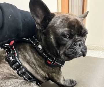 Allied Veterinary Emergency & Referral