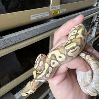 CjC Exotics, LLC ico