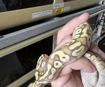 CjC Exotics, LLC