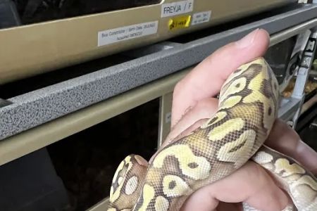 CjC Exotics, LLC