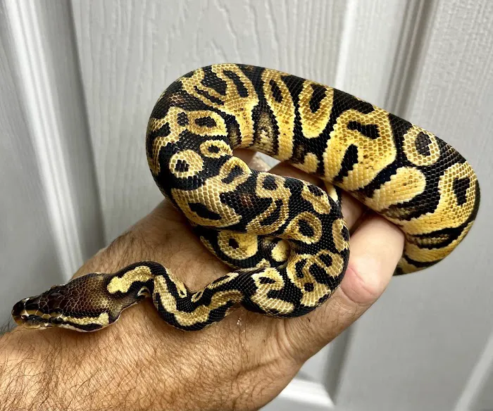 CjC Exotics, LLC 12