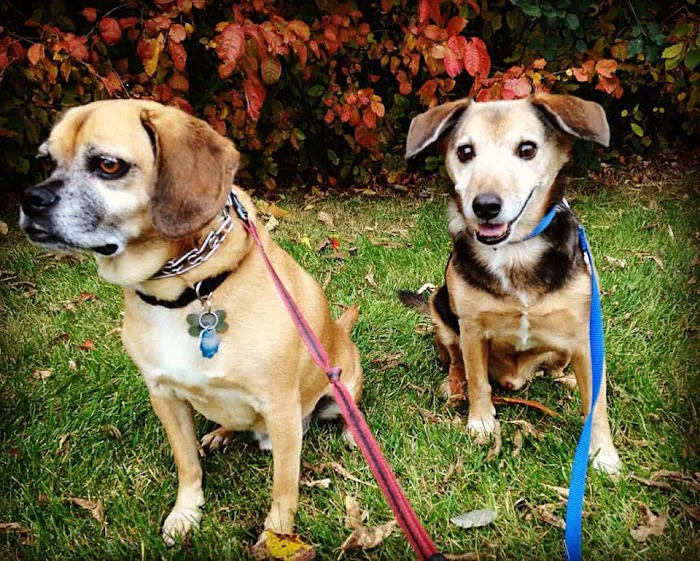 Blue Cross Animal Hospital 3