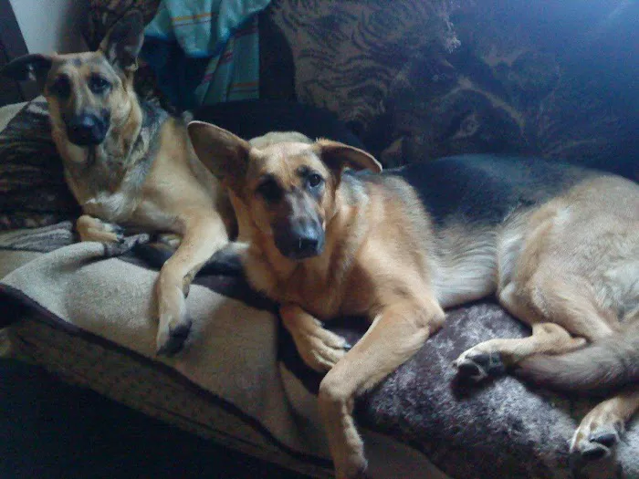 Blue Cross Animal Hospital 4