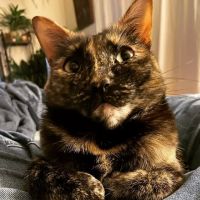 Blue Cross Animal Hospital ico