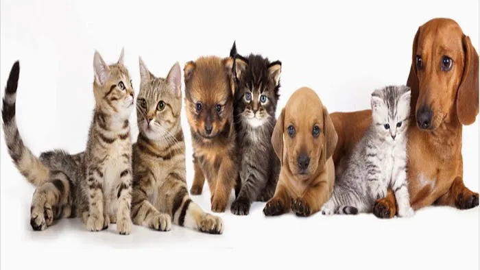 Blue Cross Animal Hospital 8