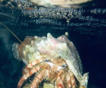 Exotic Sealife International Inc