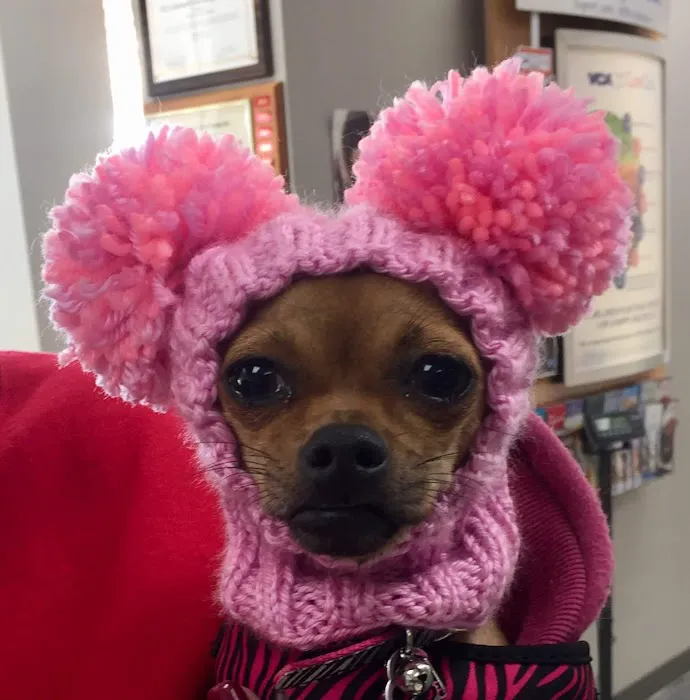 VCA Animal Care Hospital 7