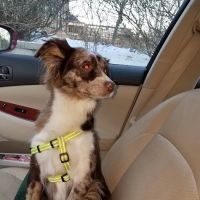 Uptown Veterinarian ico