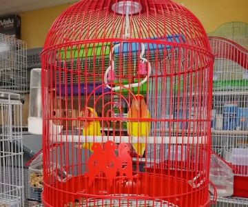 Animal Jungle Shop
