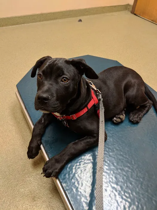 Westgate Pet Clinic 3