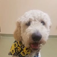 Westgate Pet Clinic ico