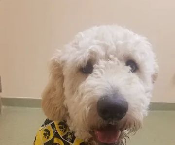 Westgate Pet Clinic