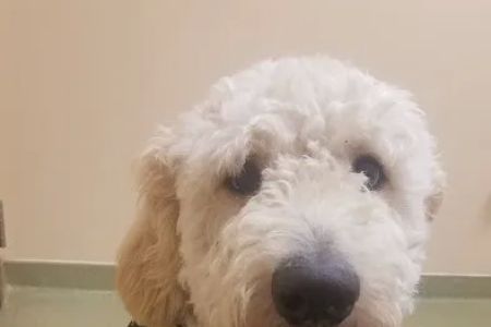 Westgate Pet Clinic