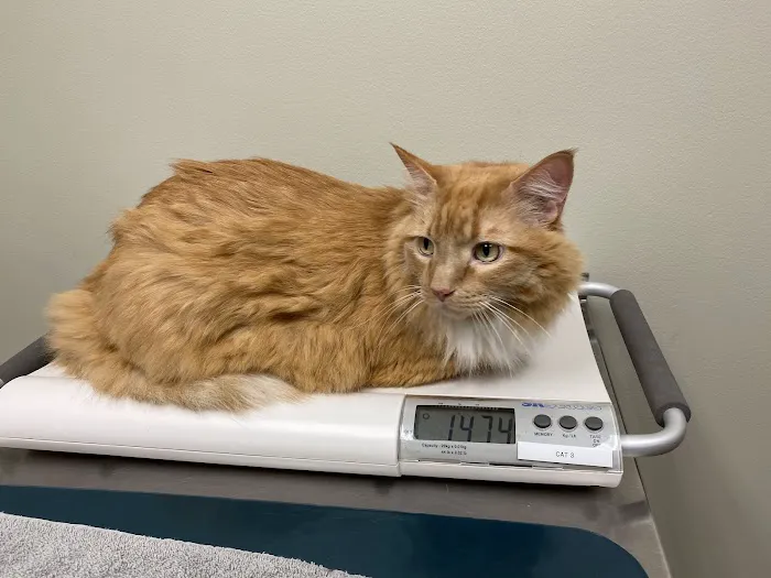 Westgate Pet Clinic 5
