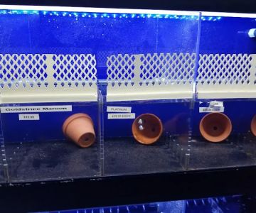 Dream Aquarium 1