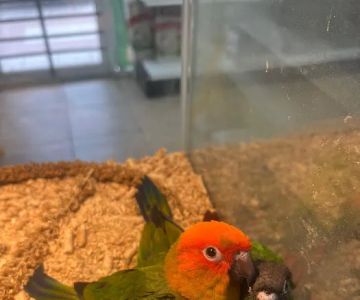 365 Pet Shop