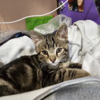 Animal Humane Society Veterinary Center ico