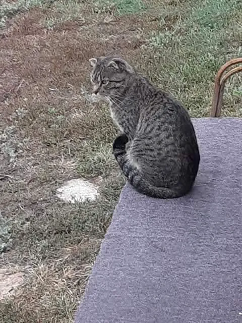 Animal Humane Society Veterinary Center 2