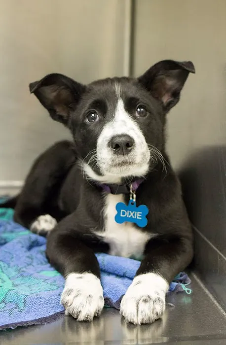 Animal Humane Society Veterinary Center 7