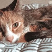 Broadway Robbinsdale Animal Hospital LTD ico