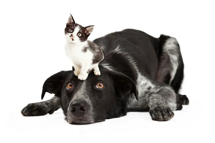 Apache Animal Hospital 4