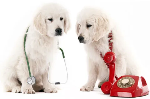 Apache Animal Hospital 8