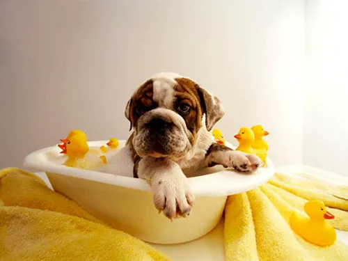 Apache Animal Hospital 1