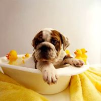 Apache Animal Hospital ico