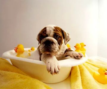 Apache Animal Hospital