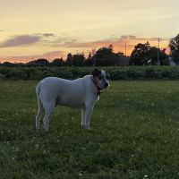 Suburban Animal Hospital ico