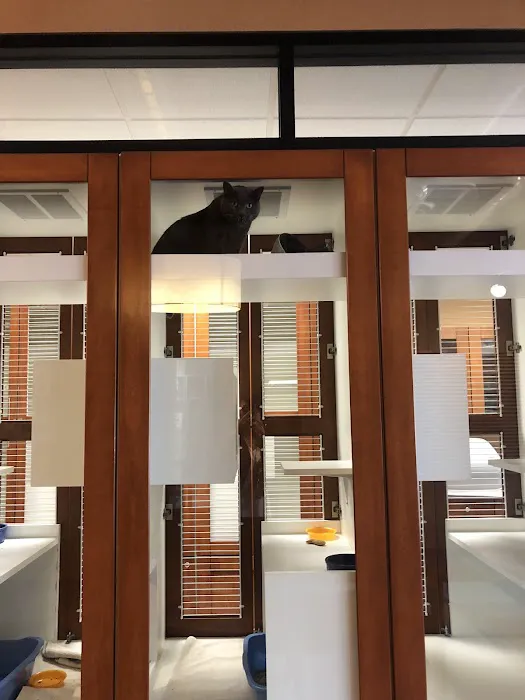 City Cat Clinic & Condos 3