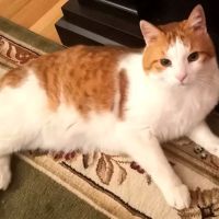 City Cat Clinic & Condos ico
