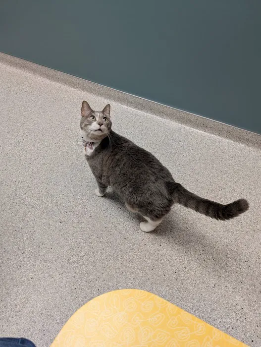 City Cat Clinic & Condos 9