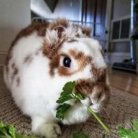 VCA All About Pets Animal Hospital ico