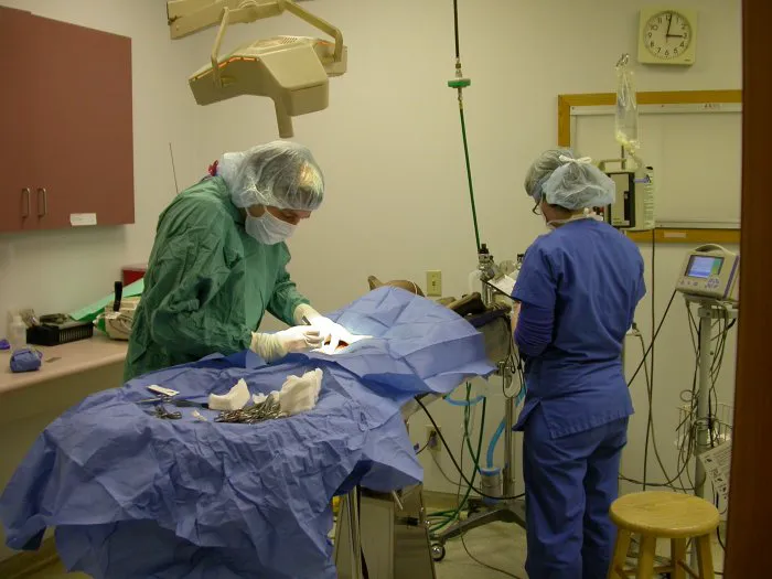 VCA All About Pets Animal Hospital 12