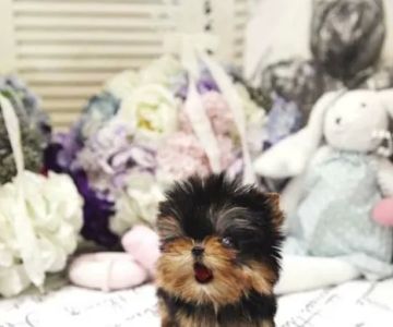Yorkies and Maltese Puppies