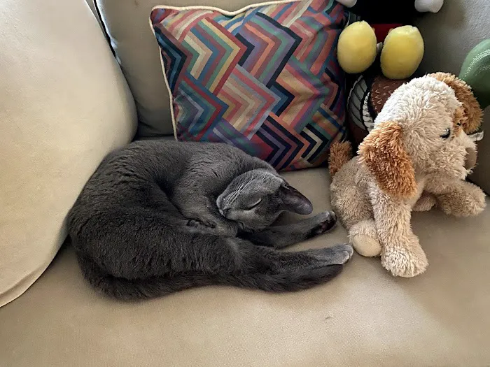 Ark Pet Hospital 12