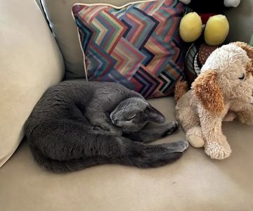Ark Pet Hospital