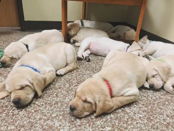 Ark Pet Hospital 12