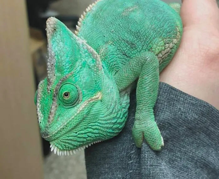Ark Pet Hospital 12