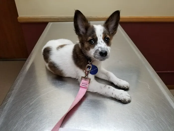 All Pets Animal Hospital 12