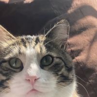 All Pets Animal Hospital ico