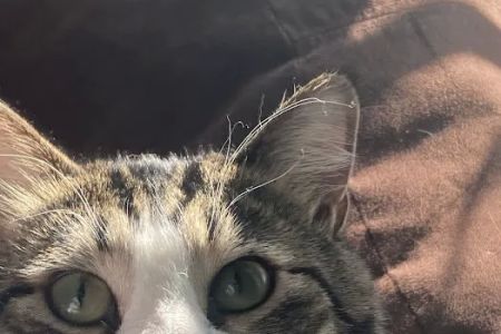 All Pets Animal Hospital