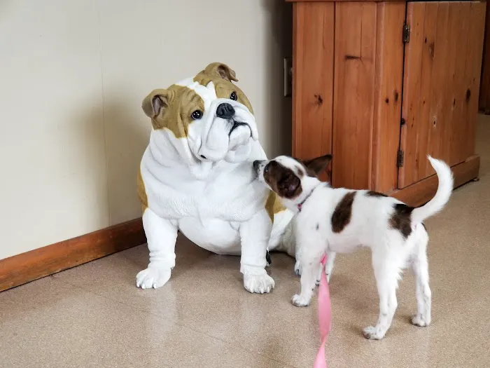 All Pets Animal Hospital 12