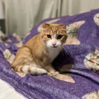Vetco Total Care Animal Hospital ico
