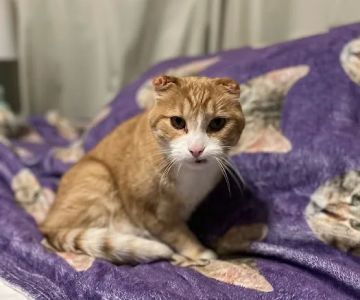 Vetco Total Care Animal Hospital