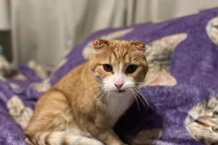 Vetco Total Care Animal Hospital