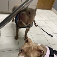 Scenic Hills Animal Hospital ico