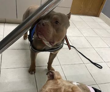 Scenic Hills Animal Hospital