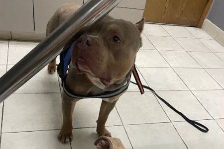 Scenic Hills Animal Hospital